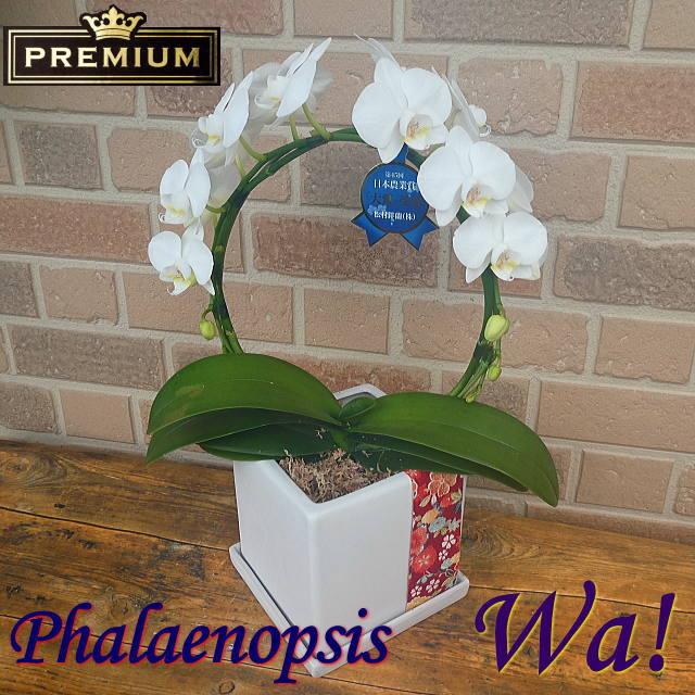 誕生日 受勲 叙勲 褒章 お祝い 花 プレゼント コチョウラン 開店祝い お供え お悔やみ 贈り物 特選 ミディ 胡蝶蘭 アマビリス Wa 高級 スクエア 陶器鉢 Ph 0527 フラワーギフトのヤーミーyahoo 店 通販 Yahoo ショッピング