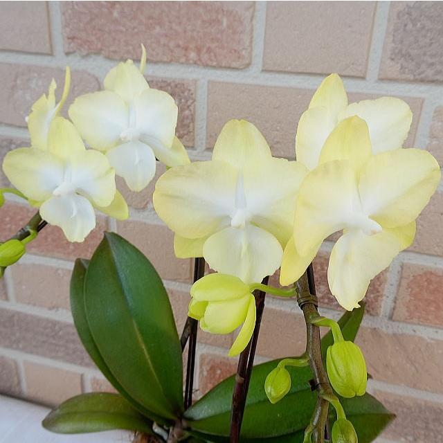 誕生日 お祝い コチョウラン 開店祝い 花 ギフト 贈り物 新品種 特選中大輪系 幸せの 黄色い 胡蝶蘭 ティンカーベル 2本立ち オシャレな陶器鉢入り Ph 0812 フラワーギフトのヤーミーyahoo 店 通販 Yahoo ショッピング