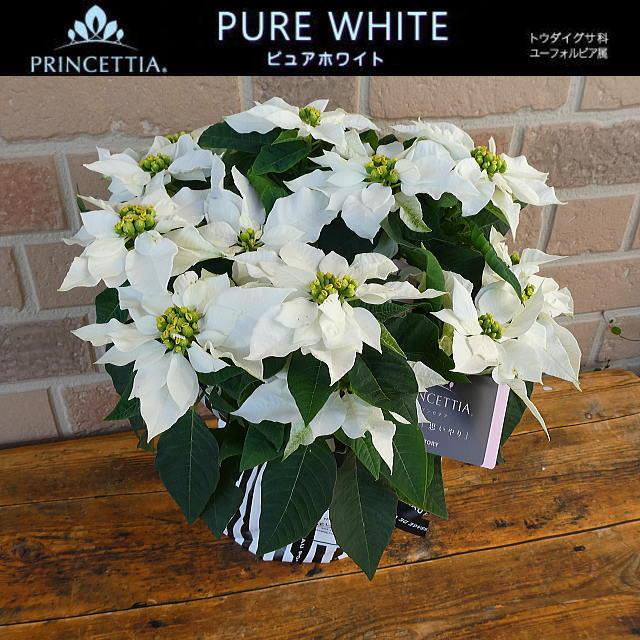 クリスマス プレゼント お歳暮 21 ギフト 花 誕生日 おしゃれ 4号 鉢植え 再再販 ピュアホワイト ポインセチア 白 贈り物 プリンセチア