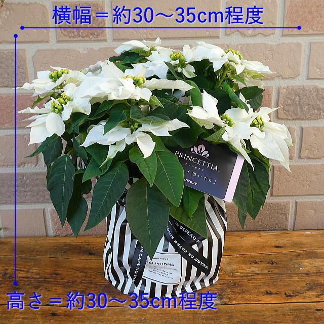 クリスマス プレゼント お歳暮 21 ギフト 花 誕生日 おしゃれ 4号 鉢植え 再再販 ピュアホワイト ポインセチア 白 贈り物 プリンセチア