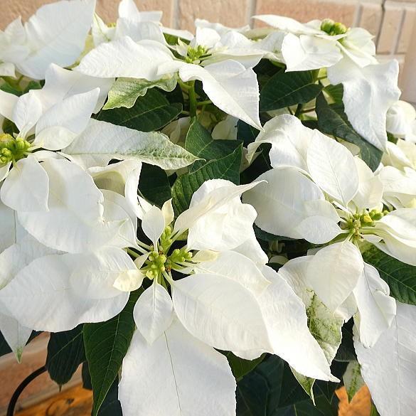 クリスマス プレゼント お歳暮 21 ギフト 花 誕生日 おしゃれ 4号 鉢植え 再再販 ピュアホワイト ポインセチア 白 贈り物 プリンセチア