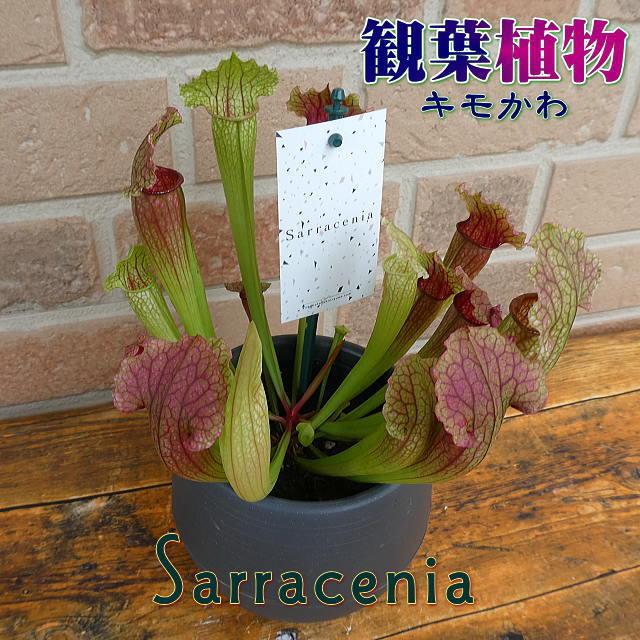 激安大特価 食虫植物 花 プレゼント ギフト 観葉植物 サラセニア フィラデルフィア おしゃれ グロ