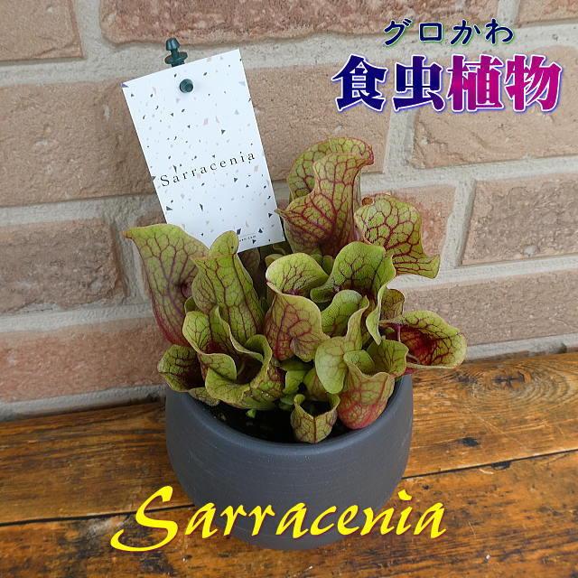 専門店 観葉植物 花 プレゼント ギフト 食虫植物 サラセニア モンタナ おしゃれ エキゾティック キモかわいい 爽やか トロピカル 鉢植え 4 5号鉢 貯水式 Aynaelda Com