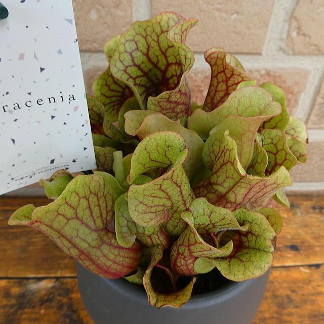 専門店 観葉植物 花 プレゼント ギフト 食虫植物 サラセニア モンタナ おしゃれ エキゾティック キモかわいい 爽やか トロピカル 鉢植え 4 5号鉢 貯水式 Aynaelda Com