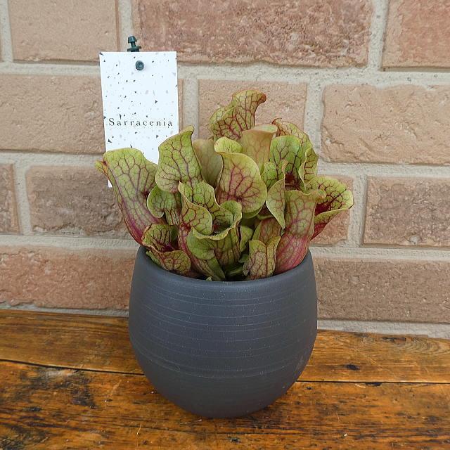 品質保証 観葉植物 花 プレゼント ギフト 食虫植物 サラセニア モンタナ おしゃれ エキゾティック キモかわいい 爽やか トロピカル 鉢植え 4 5号鉢 貯水式 Aynaelda Com