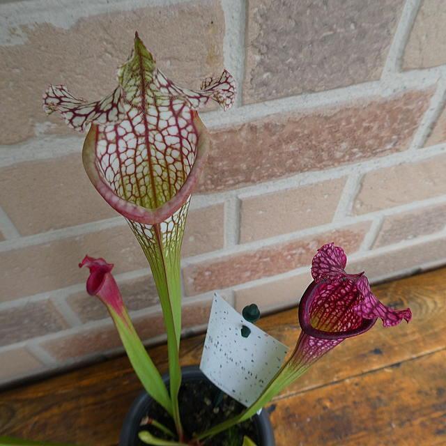 食虫植物 花 プレゼント ギフト 観葉植物 サラセニア レウコフィラ レッド おしゃれ グロかわいい エキゾティック 爽やか トロピカル 鉢植え 4 5号鉢 貯水式 Sr 007 フラワーギフトのヤーミーyahoo 店 通販 Yahoo ショッピング