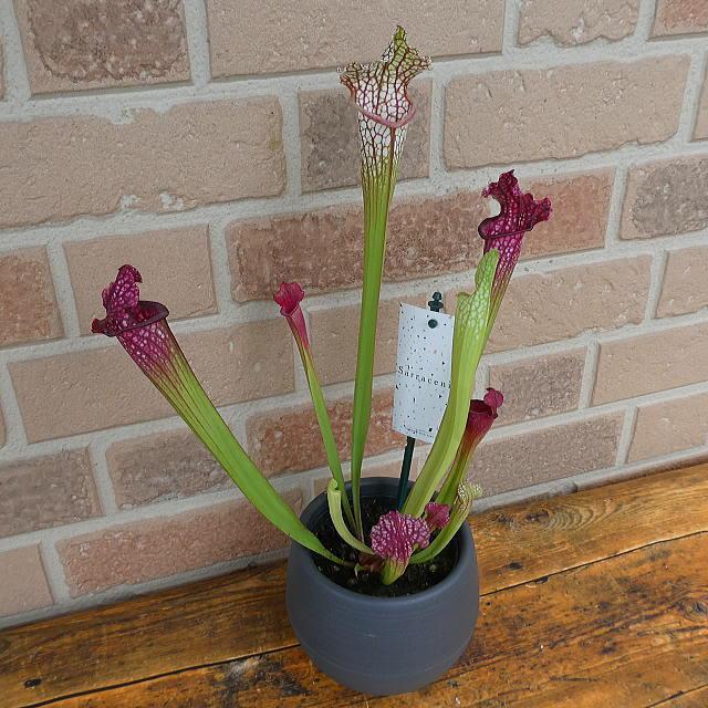 食虫植物 花 プレゼント ギフト 観葉植物 サラセニア レウコフィラ レッド おしゃれ グロかわいい エキゾティック 爽やか トロピカル 鉢植え 4 5号鉢 貯水式 Sr 007 フラワーギフトのヤーミーyahoo 店 通販 Yahoo ショッピング