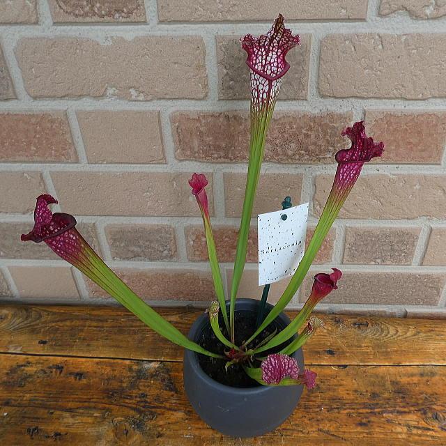 食虫植物 花 プレゼント ギフト 観葉植物 サラセニア レウコフィラ レッド おしゃれ グロかわいい エキゾティック 爽やか トロピカル 鉢植え 4 5号鉢 貯水式 Sr 007 フラワーギフトのヤーミーyahoo 店 通販 Yahoo ショッピング