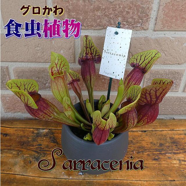 初売り 食虫植物 花 プレゼント ギフト 観葉植物 サラセニア ドラキュラ おしゃれ キモかわいい エキゾティック 爽やか トロピカル 鉢植え 4 5号鉢 貯水式 Aynaelda Com