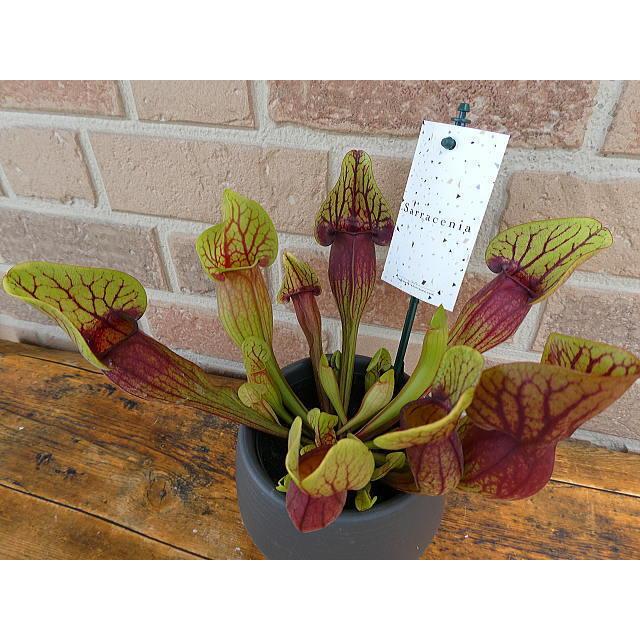 食虫植物 花 プレゼント ギフト 観葉植物 サラセニア ドラキュラ おしゃれ キモかわいい エキゾティック 爽やか トロピカル 鉢植え 4 5号鉢 貯水式 Sr 013 フラワーギフトのヤーミーyahoo 店 通販 Yahoo ショッピング