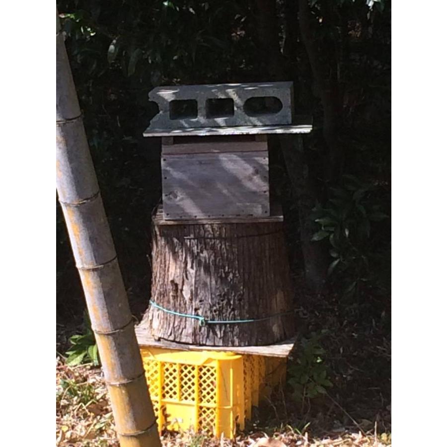 日本みつばち分蜂群捕獲用 丸洞 木製円筒形 日本みつばち分蜂群捕獲用 丸洞 木製円筒形 日本みつばち分蜂群捕獲用