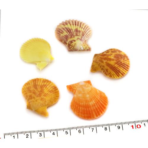 貝絵用 研磨済み ひおうぎ貝の貝殻キャンバス100枚1セット 貝絵用 研磨済み ひおうぎ貝の貝殻キャンバス100枚1セット