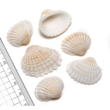 小さな貝殻パーツ ハイガイ ハイ貝 Mサイズ 6個入 584 クラフトハウス 通販 Yahoo ショッピング