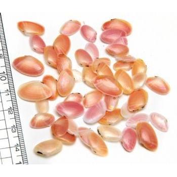 小さな貝殻パーツ】サクラガイ 桜貝 さくら貝 お得パック : クラフト