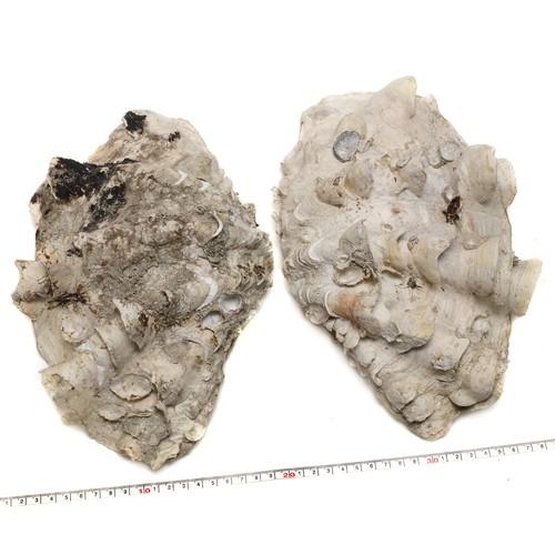 シャコ貝 インテリアのおすすめ人気商品一覧 通販 - Yahoo