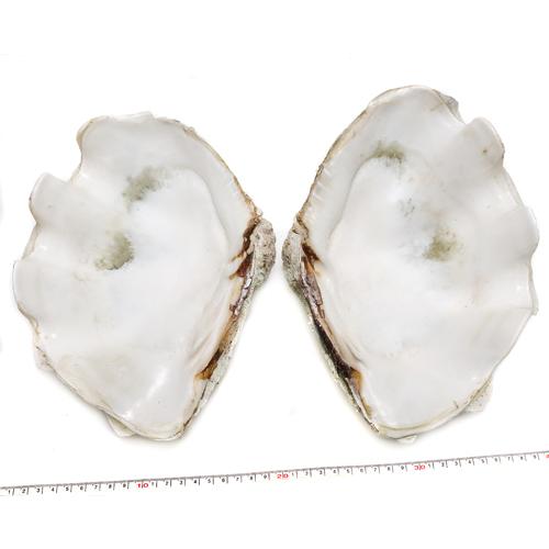 ヒレシャコガイ 2枚