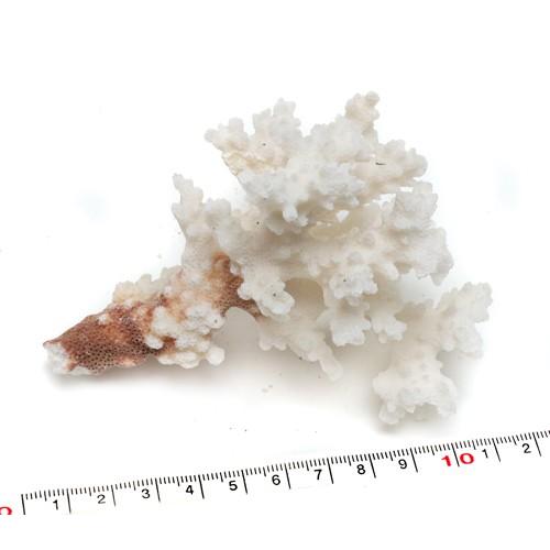 インテリア用珊瑚パーツ 天然サンゴ Y63番 : クラフトハウス - 通販