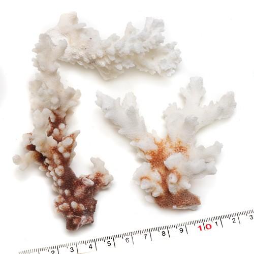インテリア用珊瑚パーツ 天然サンゴ Y74番 : クラフトハウス