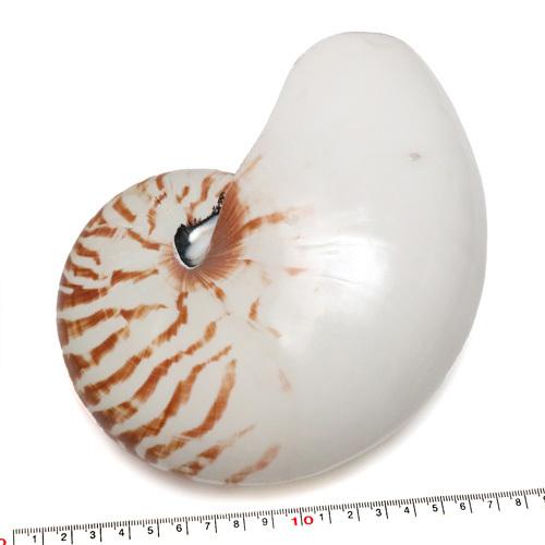 貝殻パーツ オウムガイ Mサイズ 1個 オウム貝 14cm クラフトハウス 通販 Yahoo ショッピング
