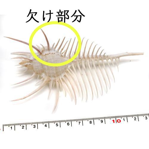 貝殻パーツ ホネガイ Lサイズ No.2 写真現品（宅配便配送） : クラフト