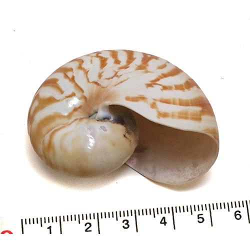 QYマステ8月新作☆Ornament-5colors 6cm×5M　贝壳光 QYマステ8月新作☆Ornament-5colors 6cm×5M 贝壳光 QYマステ8月