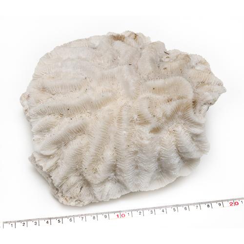 天然テーブルサンゴ　大きい　飾り インテリア用珊瑚パーツ 天然テーブルサンゴ 1番 19×18×9cm