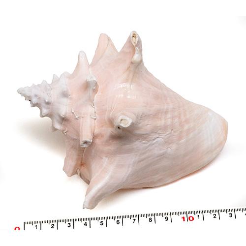 貝殻パーツ】コンクシェル ピンクガイ Mサイズ 14cm 1個（ゆう