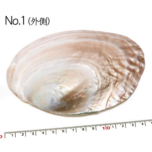 貝殻パーツ】イケチョウガイ 1枚 No.1 No.2 約15cm（ゆうパケット配送