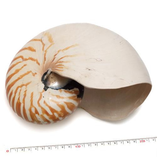 貝殻パーツ オウムガイ Llサイズ 1個 オウム貝 No 4 クラフトハウス 通販 Yahoo ショッピング