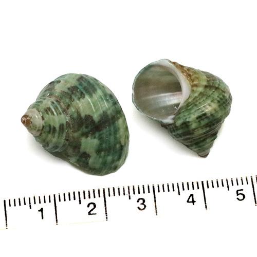 貝殻パーツ】ミドリサザエ SSサイズ 2個 20-25mm : クラフトハウス