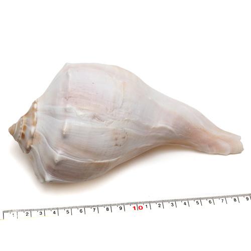 貝殻パーツ】サカマキボラ 1個 写真は一例です 約16cm＜ゆうパケット 