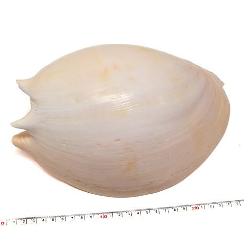 貝殻パーツ】ヤシガイ 椰子貝 1個 26m ヤシ貝 メロディアデマ メロ貝