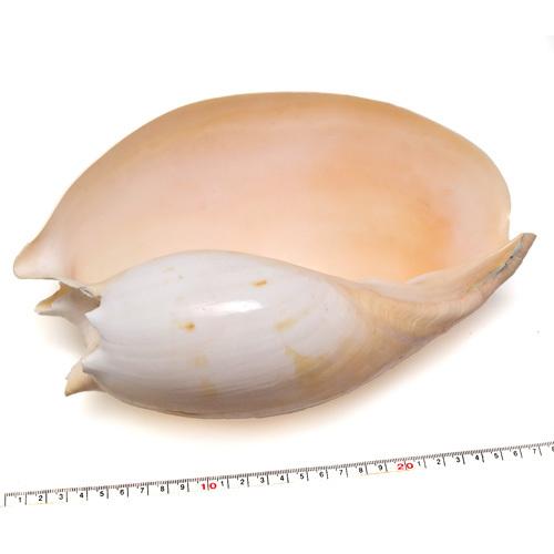 貝殻パーツ】ヤシガイ 椰子貝 1個 26m ヤシ貝 メロディアデマ メロ貝 