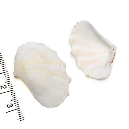 小さな貝殻パーツ】 ヒレシャコガイ 片面2枚 SSサイズ〈ゆうパケット 