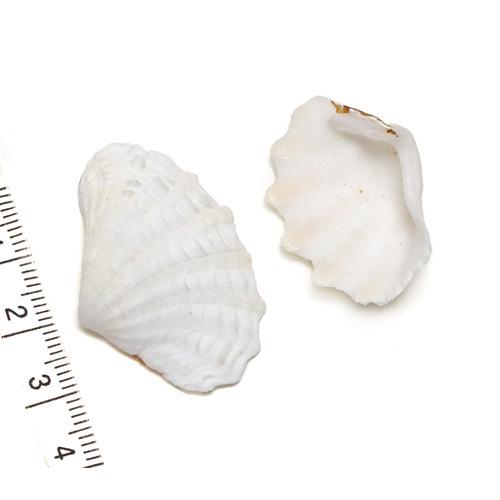 ヒレシャコガイ 2枚