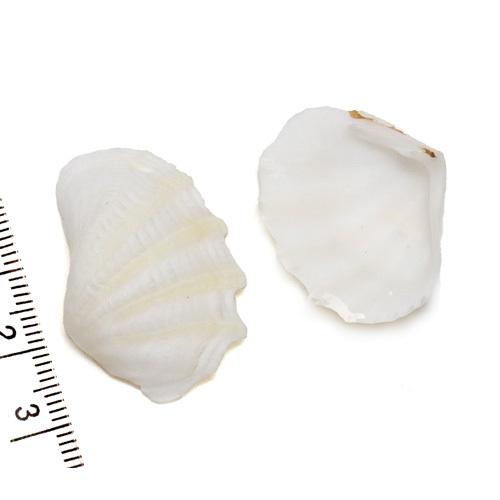 小さな貝殻パーツ】 ヒレシャコガイ 片面2枚 SSサイズ〈ゆうパケット 