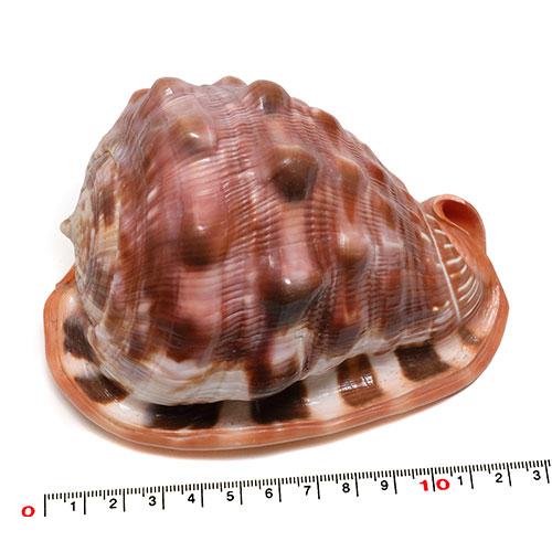 貝殻パーツ】マンボウガイ 1個 約12.5cm 万年貝 : クラフトハウス