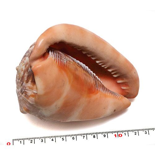 貝殻パーツ】マンボウガイ 1個 約12.5cm 万年貝 : クラフトハウス