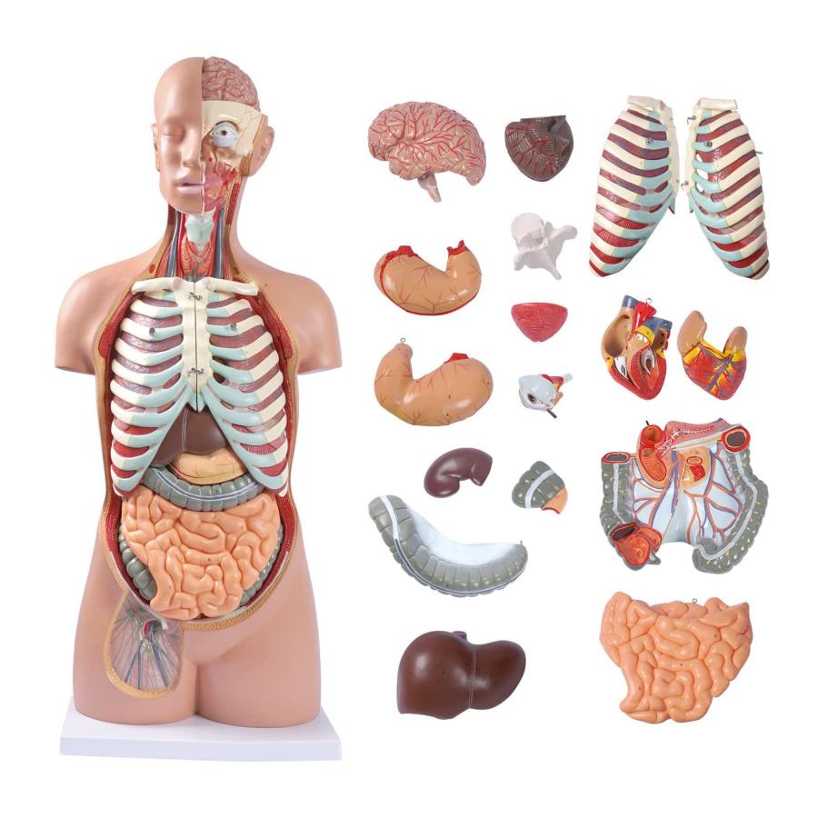 人体模型 85cm 17パーツ 人体胴体 等身大 人体解剖学モデル 筋肉、臓器  