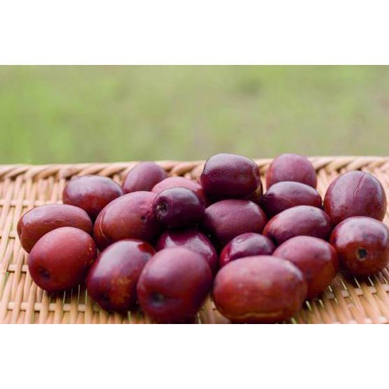 国産 乾燥 なつめ 100g 無農薬 福井県産 砂糖不使用 ナツメ : Shop