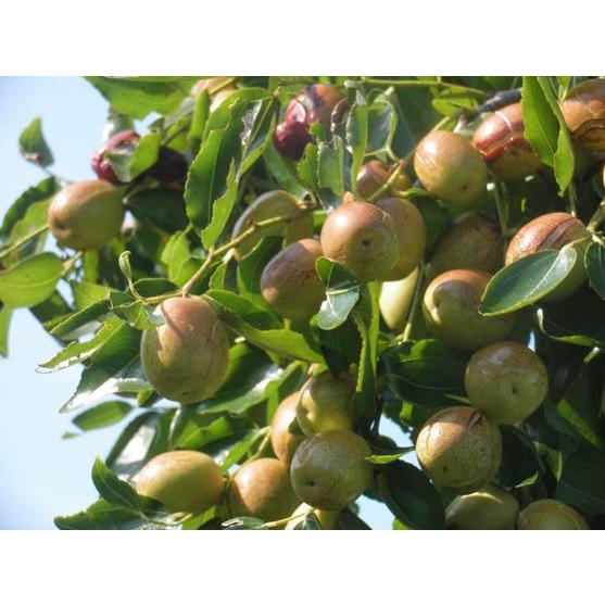 国産 乾燥 なつめ 100g 無農薬 福井県産 砂糖不使用 ナツメ : Shop