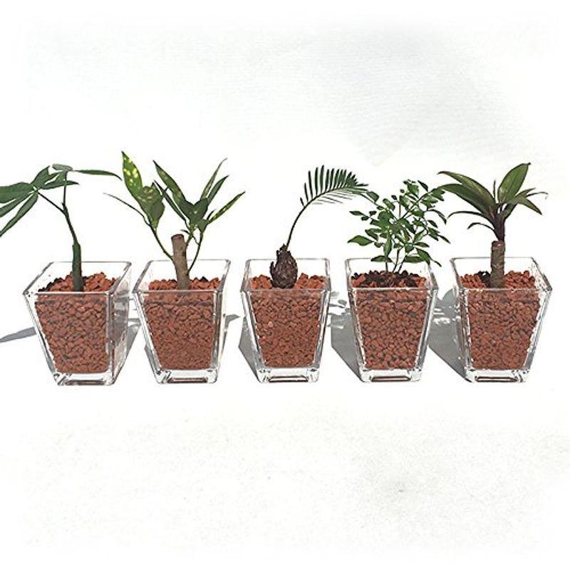 ミニ 観葉植物 ハイドロカルチャー 瓦チップ 5鉢セット スーパーセール