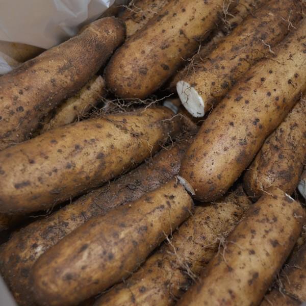 【訳あり】【島田ファーム産 やまといも12Kg】クッキングレシピ付き♪_3