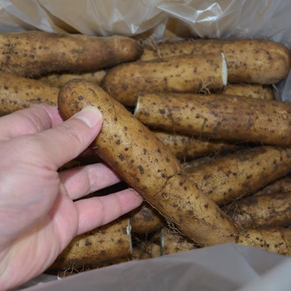 【訳あり】【島田ファーム産 やまといも12Kg】クッキングレシピ付き♪_4