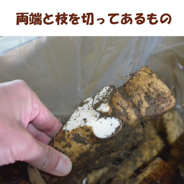 【訳あり】【島田ファーム産 やまといも12Kg】クッキングレシピ付き♪_6