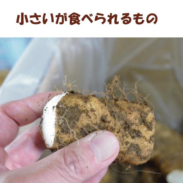 【訳あり】【島田ファーム産 やまといも12Kg】クッキングレシピ付き♪_8