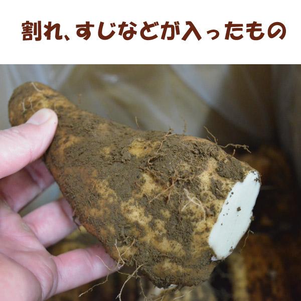 【訳あり】【島田ファーム産 やまといも12Kg】クッキングレシピ付き♪_9