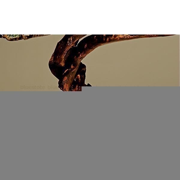 超美品 枯れない シリカゲル 禅風 セラミック フェイク苔石 人工樹木