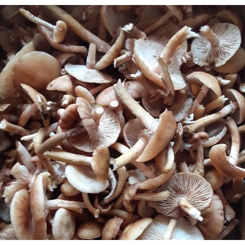 北海道 道南産 ナラタケ ボリボリ水煮 瓶詰め 500g : ユタックス