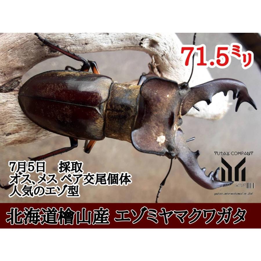 檜山産 エゾミヤマクワガタ 雄雌セット 71 5mm Ezomi715 ユタックス物産 北海道 通販 Yahoo ショッピング